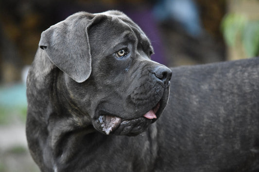 Cane Corso, a guide on Cane Corso breed. 