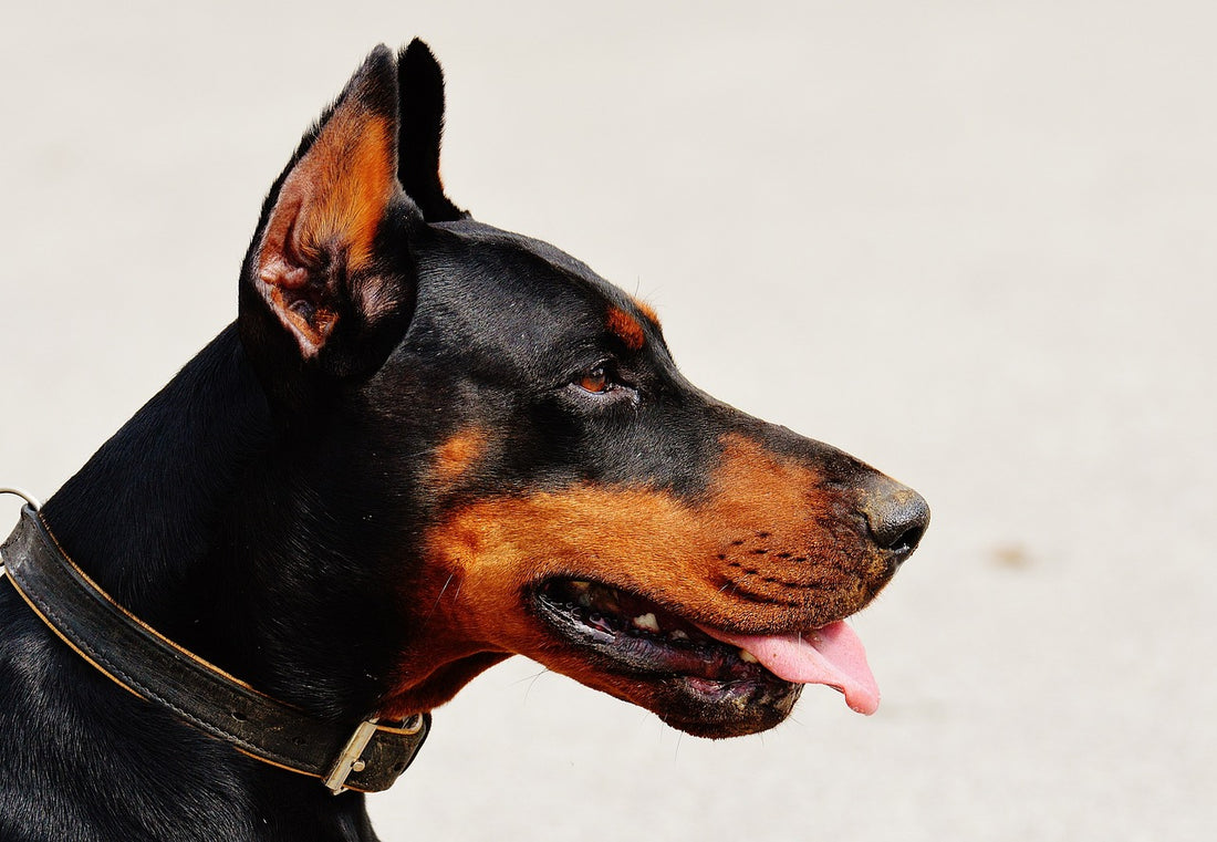 doberman: a comprehensive guide