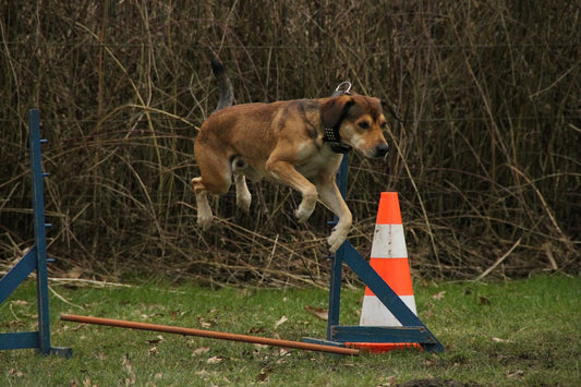 Best Exercise Routines for Dogs: Keeping Your Dog Happy and Healthy