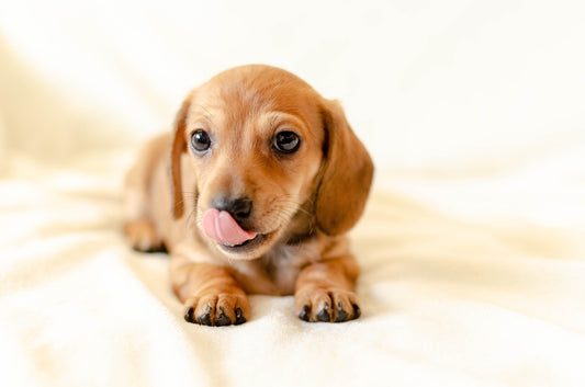 Dachsund, adopt a small dog.